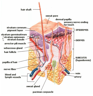 Anatomy of skin